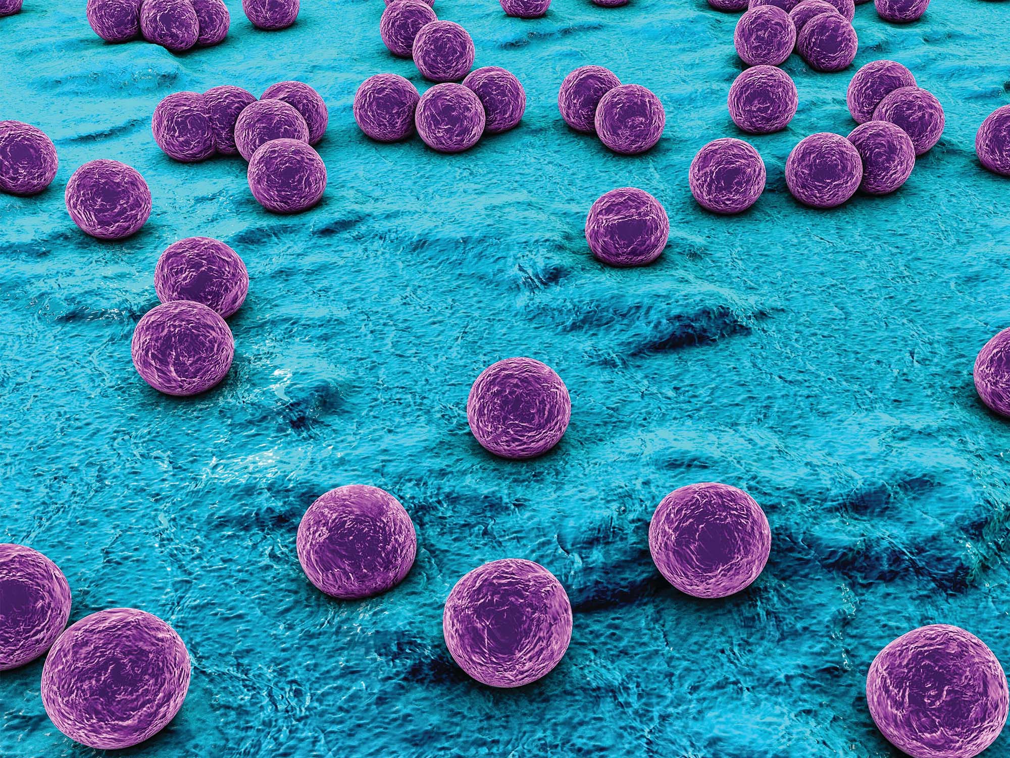 Vi khuẩn Staphylococcus