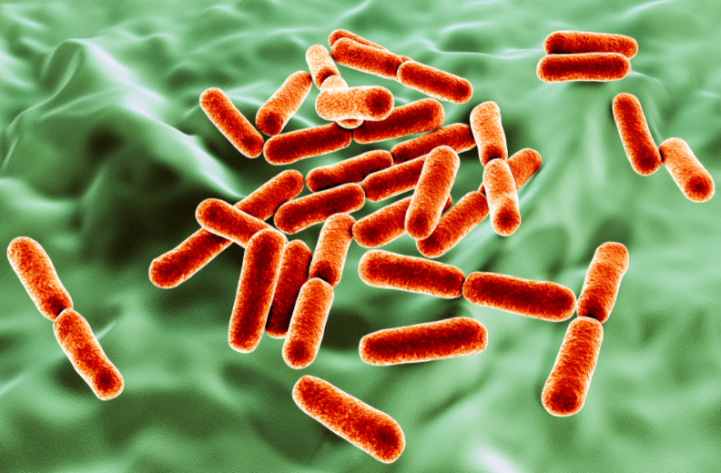 Vi khuẩn hiếu khí là gì và cách diệt vi khuẩn hiếu khí trên thực phẩm