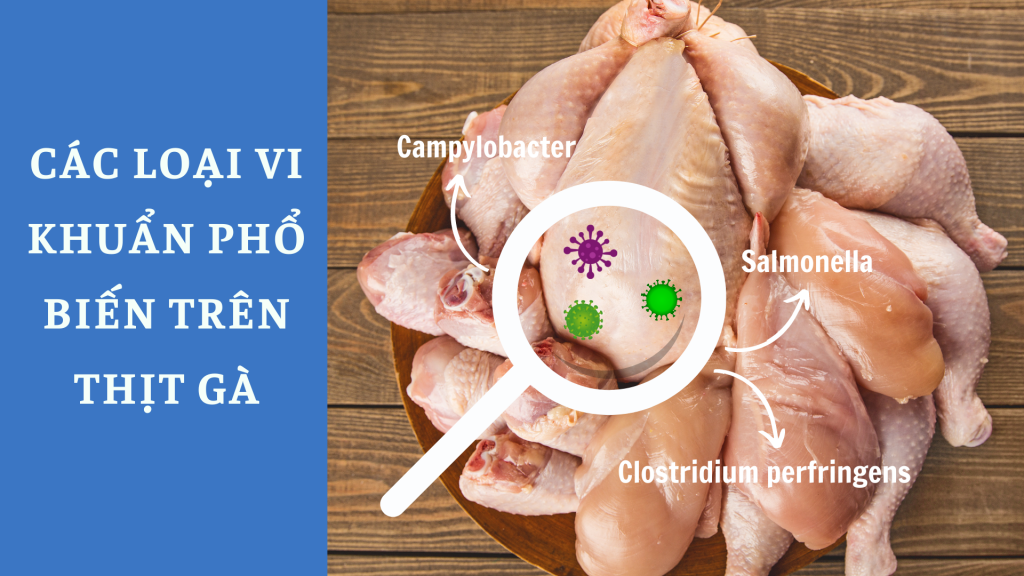 Các loại vi khuẩn phổ biến trên thịt gà